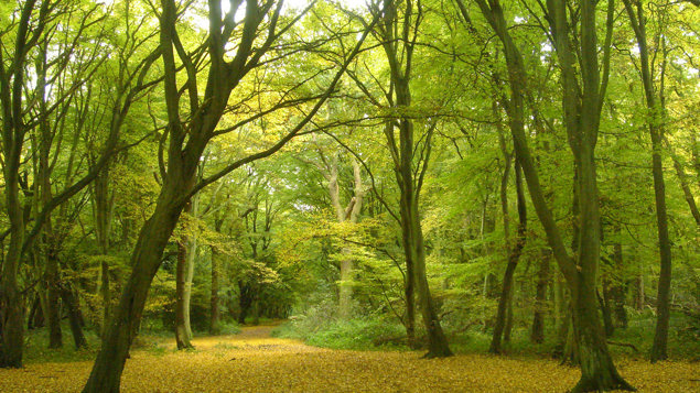 Ancient Woodland - British Habitats - Woodland Trust
