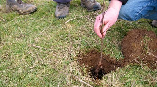 Dipping a sapling in a pit dug for it to test it its deep enough