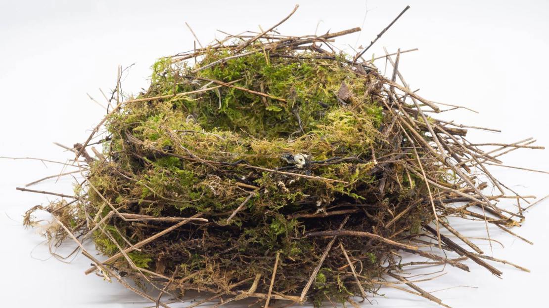 Old dunnock nest