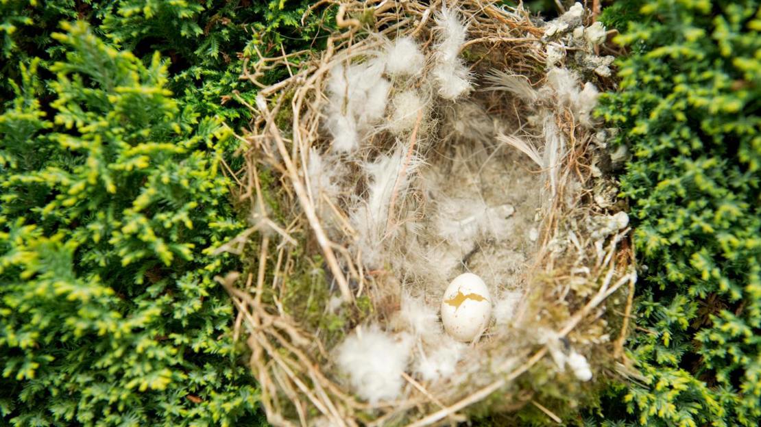 Old greenfinch nest in evergreen hedge