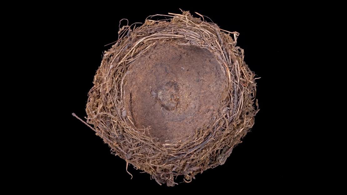 Empty song thrush nest