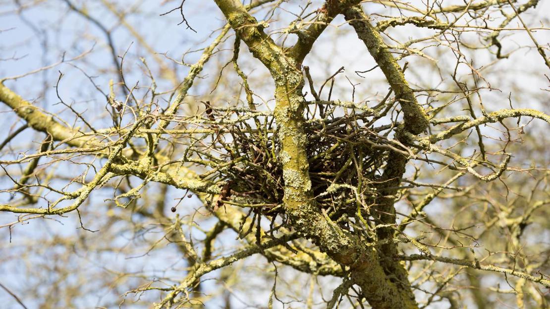Woodpigeon nest in tree