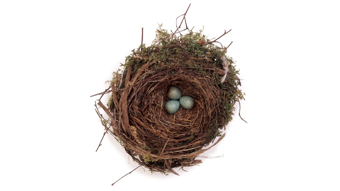 Blackbird nest with eggs