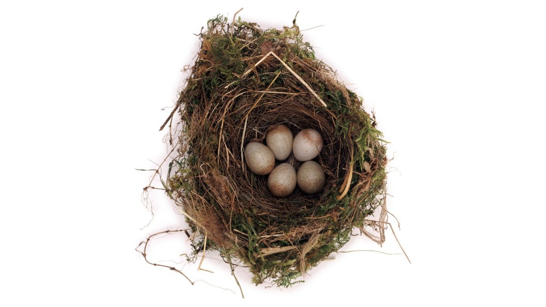 Robin nest with eggs