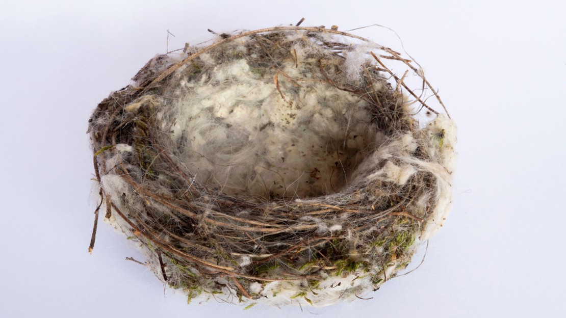 Empty goldfinch nest