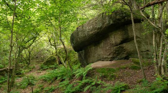 Tor among trees at Shaptor Woods
