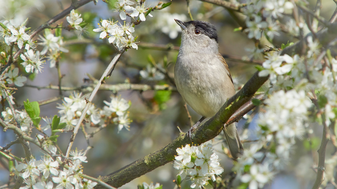 Blackcap (Sylvia Atricapilla) Singing In Blackthorn Blossom
