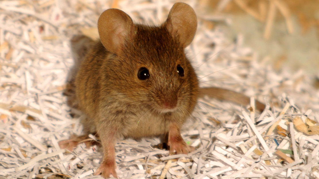 Mice - common West Yorkshire pest