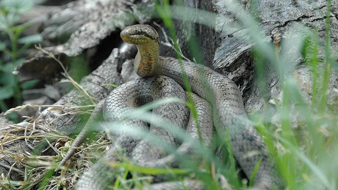 Smooth snake coiled resting in grass