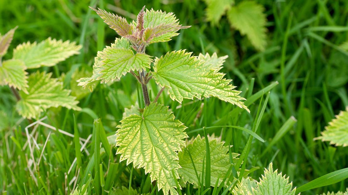 Nettle