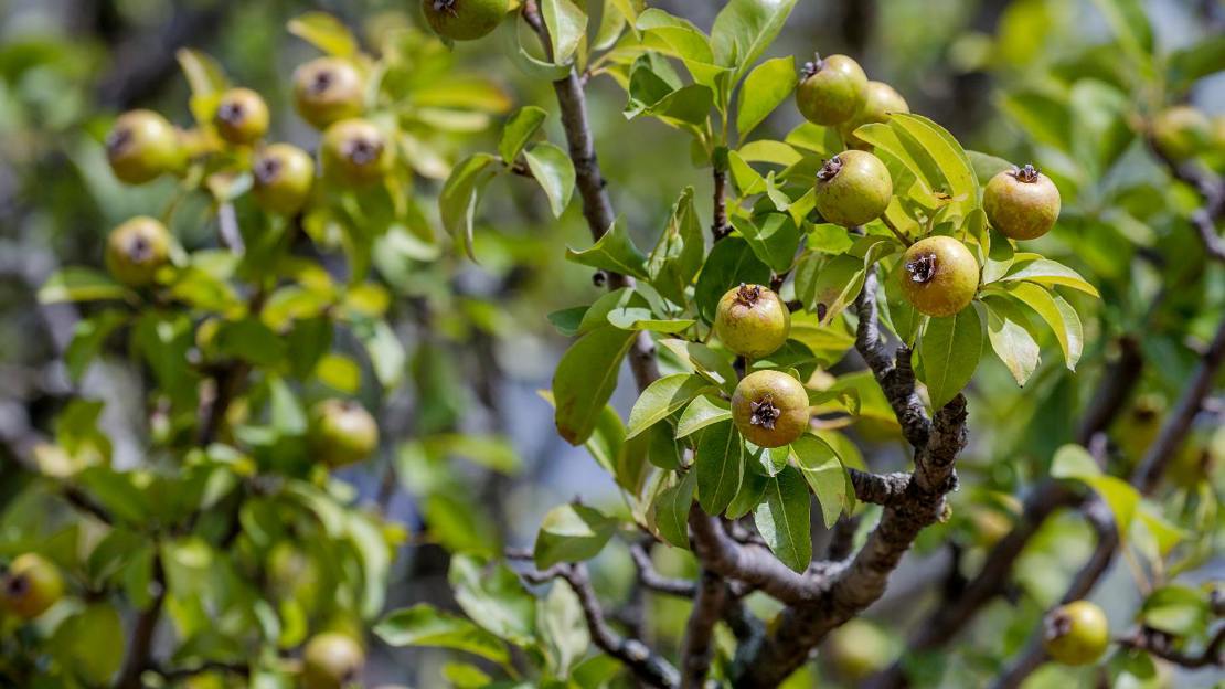Fruits of European wild pear