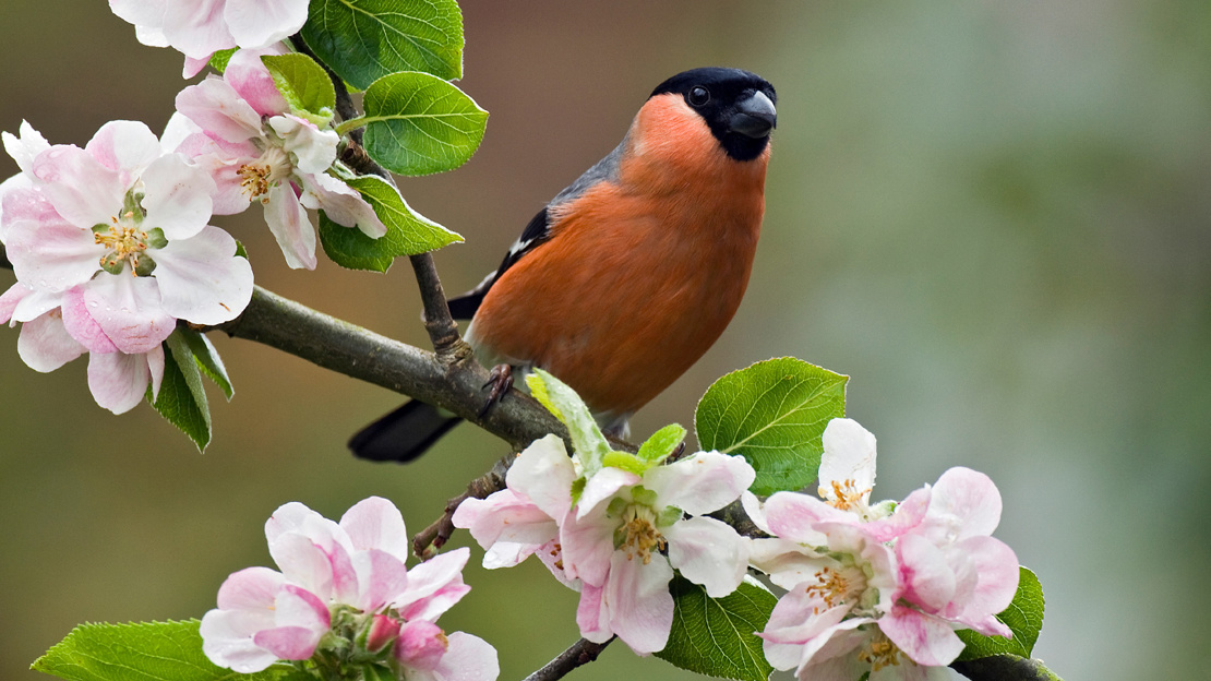 Make bullfinch perched among apple blossom
