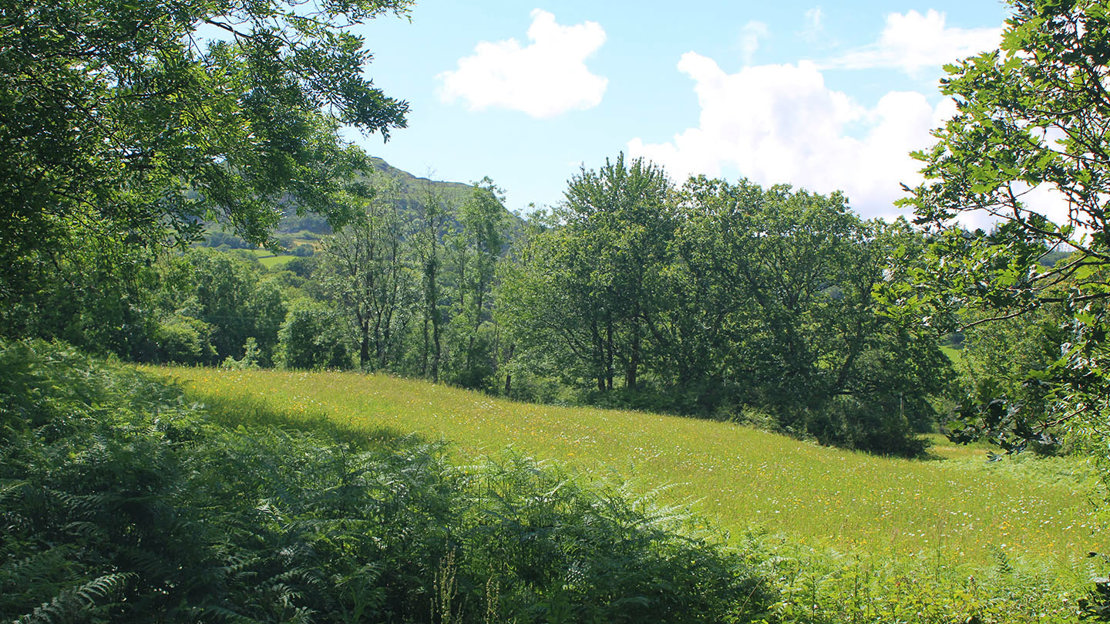 A glade of species rich meadows among wooden grove