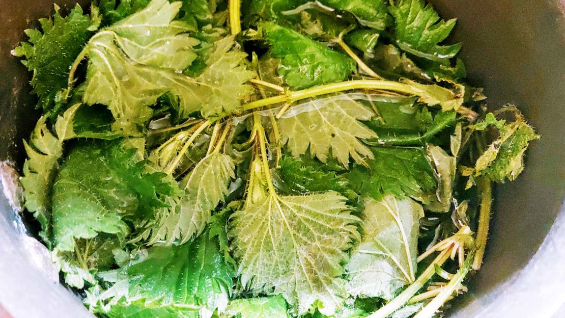 Nettle soaking for dye