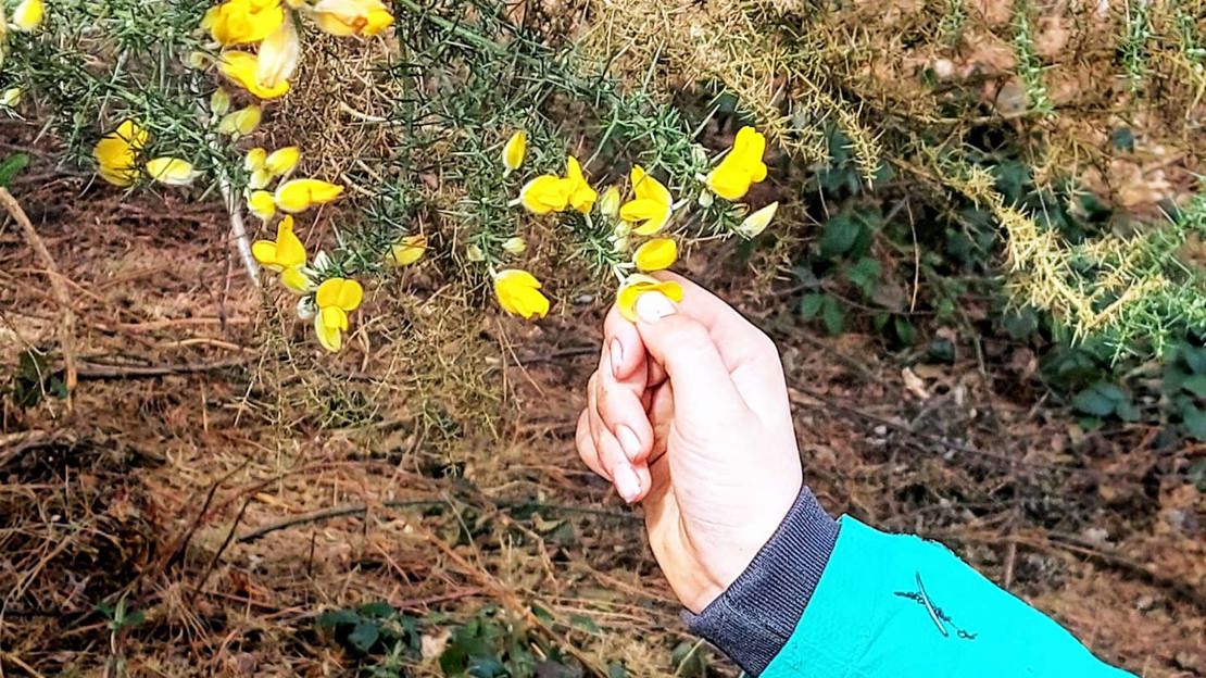 Collecting gorse flowers