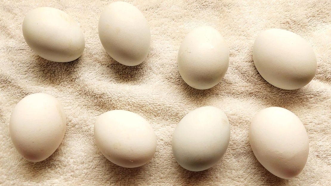 White eggs for Easter colouring with natural foraged dyes