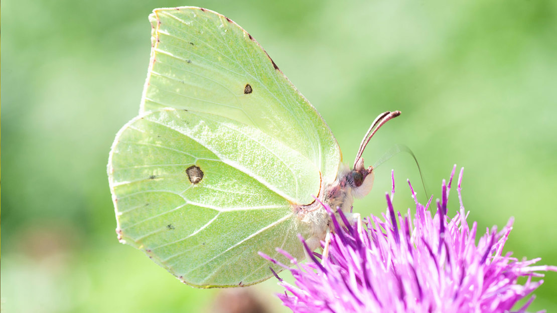 Brimstone butterfly sitting on purple flower.