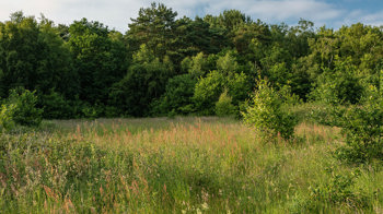 Grassland meadow next to woodland at Hargate Wood