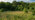 Grassland meadow next to woodland at Hargate Wood