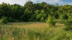Frodsham Woods Visiting Woods Woodland Trust frodsham-woods-visiting-woods-woodland-trust