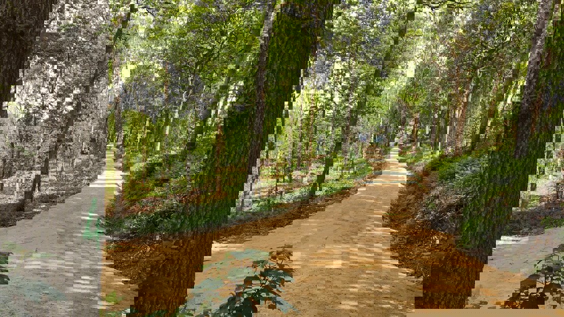 A new track leads through green leafy woodland