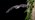Bechstein's bat flying near a tree