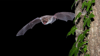 Bechstein's bat flying near a tree
