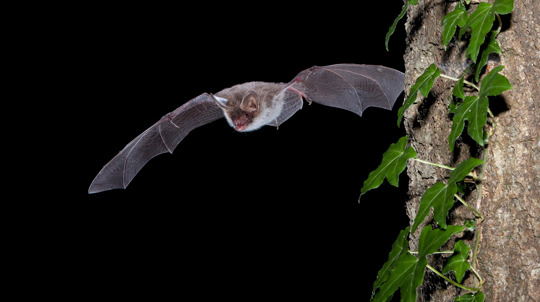 Bechstein's bat flying near a tree