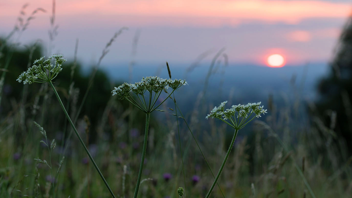 Grassland British Habitats Woodland Trust