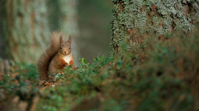 Red squirrel foraging forest floor