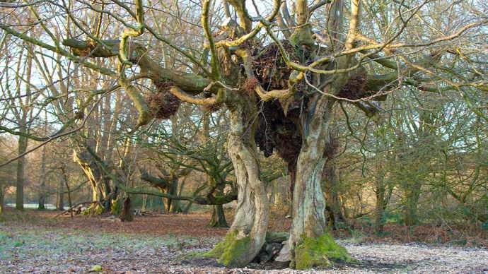 Ancient Hornbeam with a hollow trunk