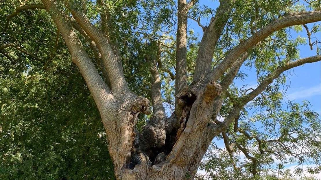 Ancient tree with hollow in trunk