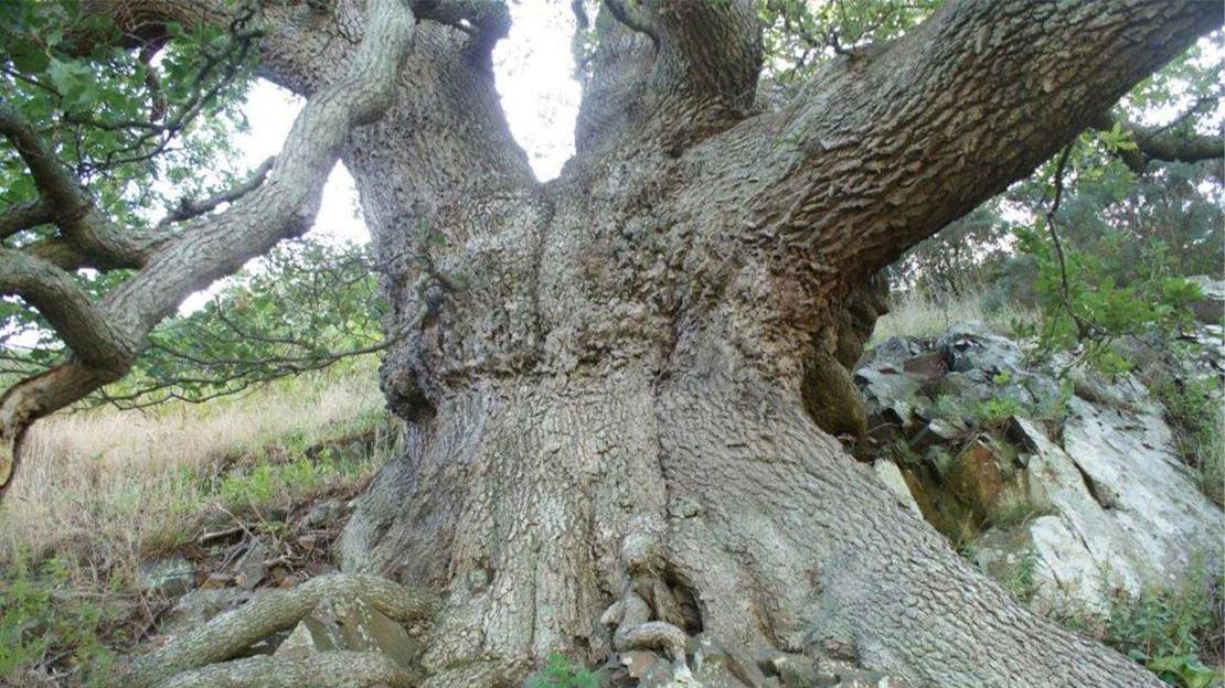 Ancient sessile oak with a broad trunk