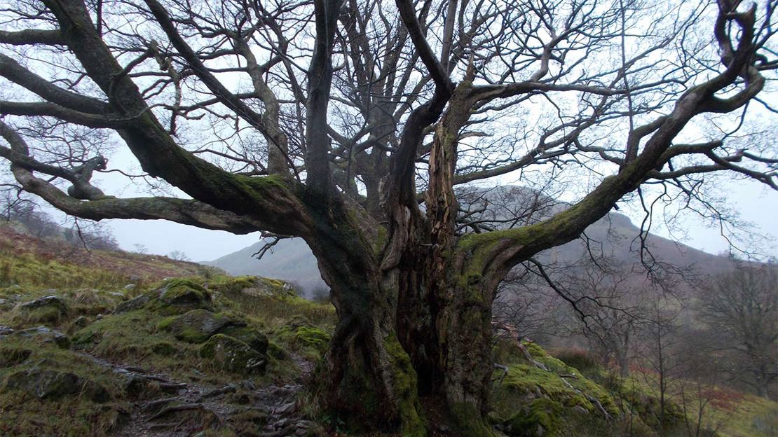 Ancient alder in winter