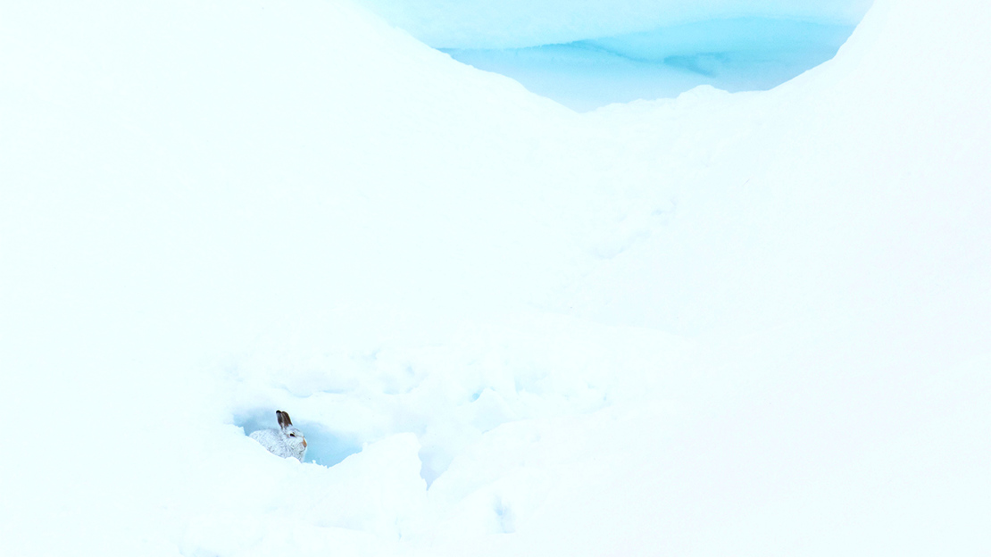 Mountain hare in a snow cave