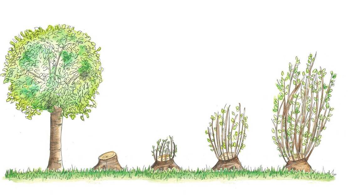 Coppiced Types of woodland management - Woodland Trust