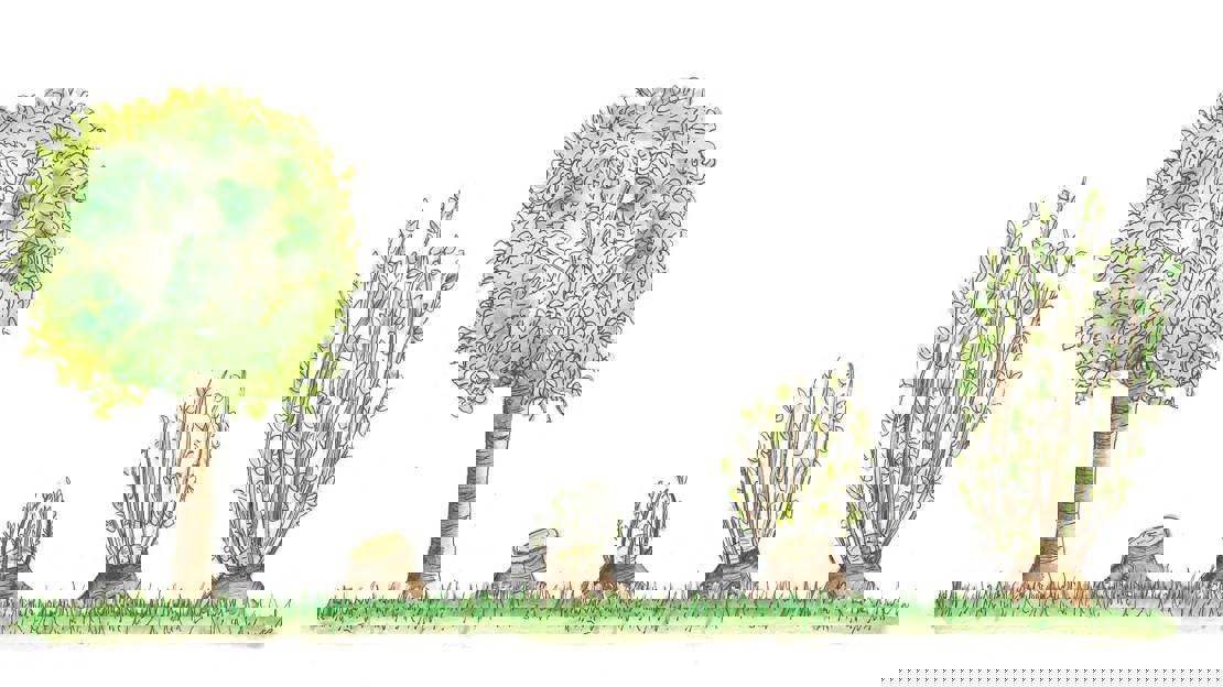 Types of woodland management - Woodland Trust