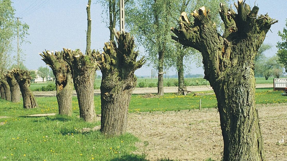 Tree Pollarding Examples Types of woodland management - Woodland Trust
