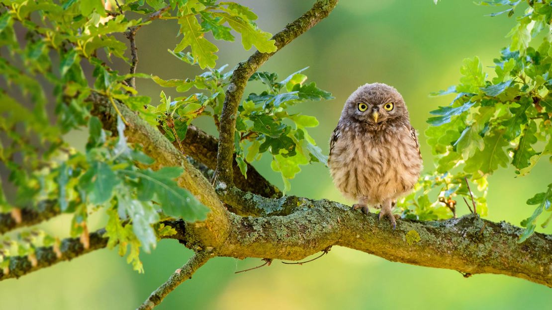 Little Owl (Athene Noctua) Immature Perched In Oak Tree