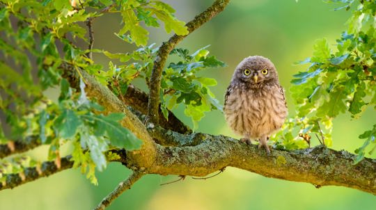 Little Owl (Athene Noctua) Immature Perched In Oak Tree