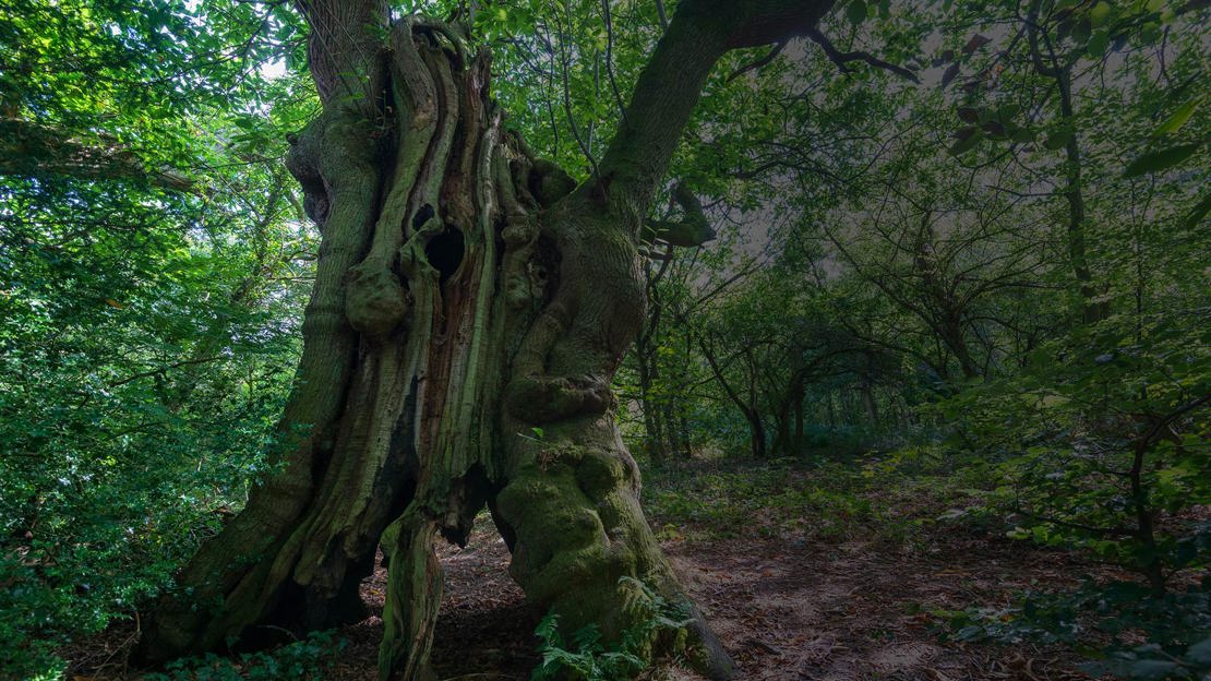 Ancient Tree with hollowed trunk