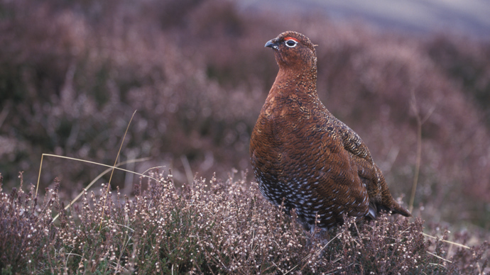 Male red grouse in heather