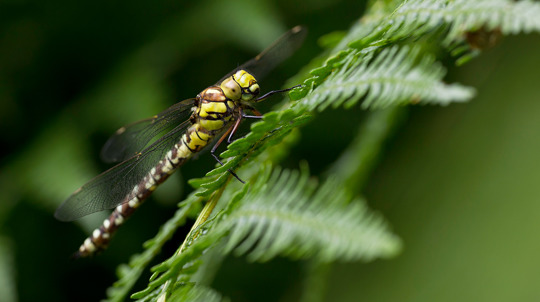 Large hawker dragonfly