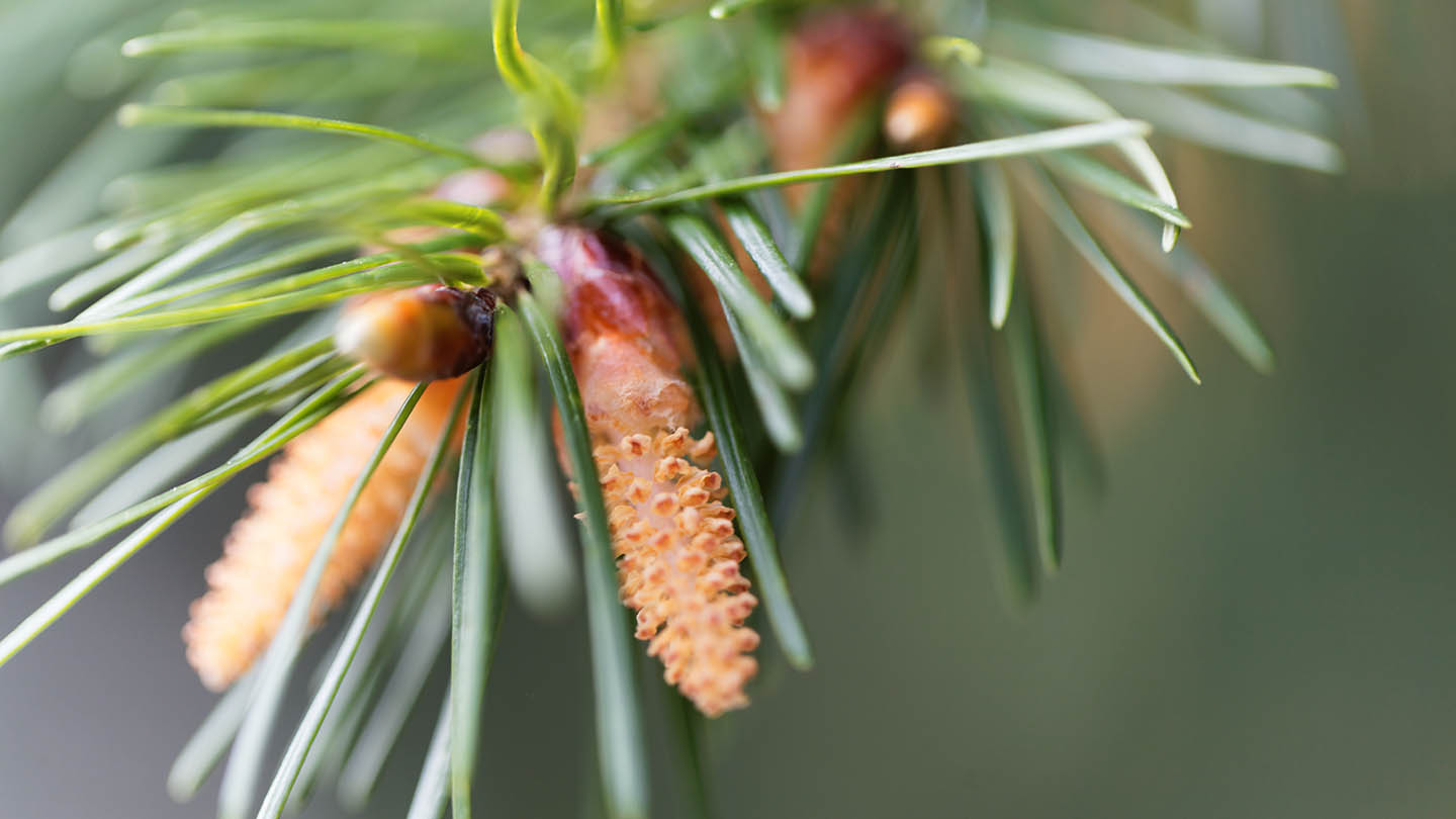 douglas fir tree cone