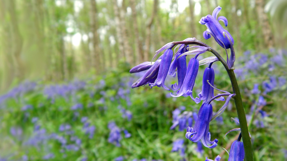 Bluebell close up