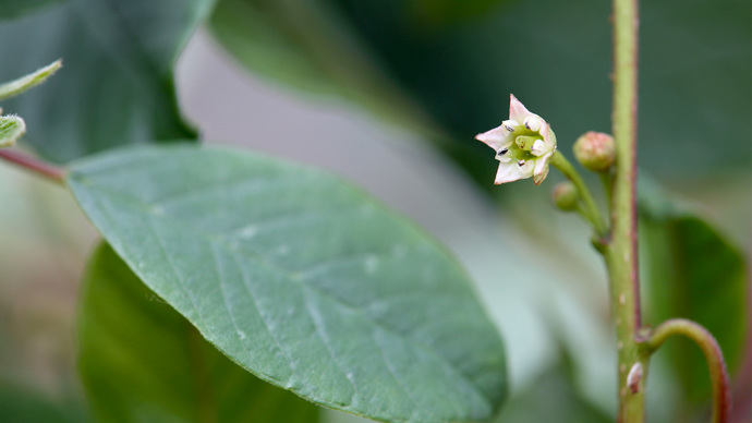 Alder buckthorn flower, tiny white flower with 5 petals