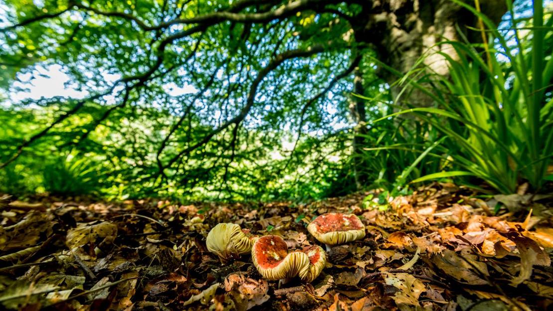 Fungi and leaf litter beneath tree at Mourne Park.