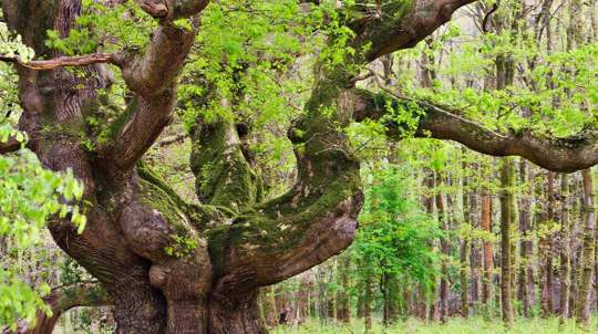 Ancient Oak Tree In Savernake Forest