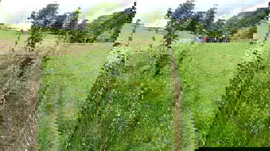 Young trees planted between fields