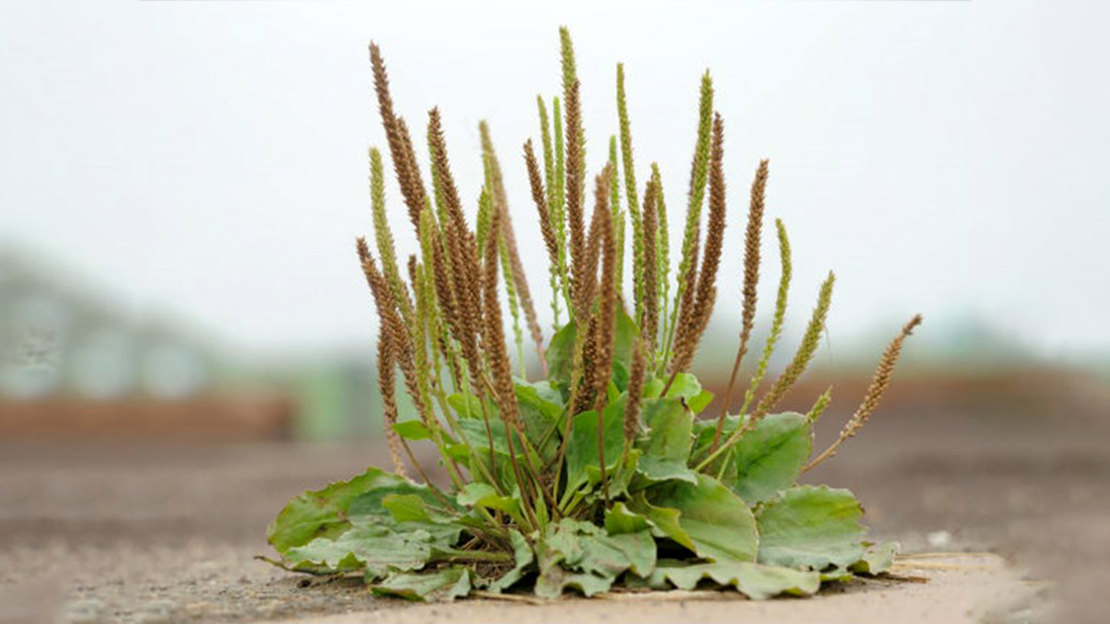 Greater Plantain